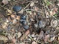 Hygrophorus marzuolus-amf942-1